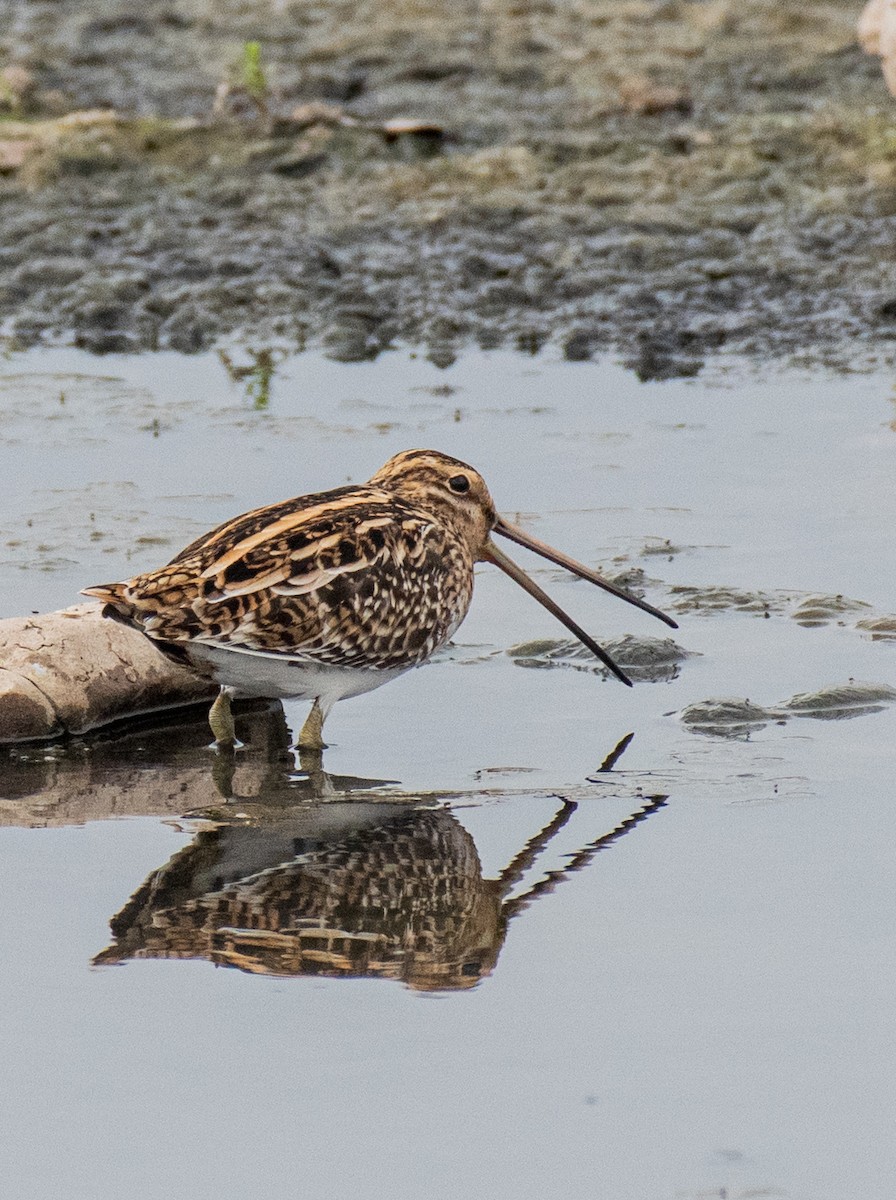 Common Snipe - Dr. Pankaj Chibber