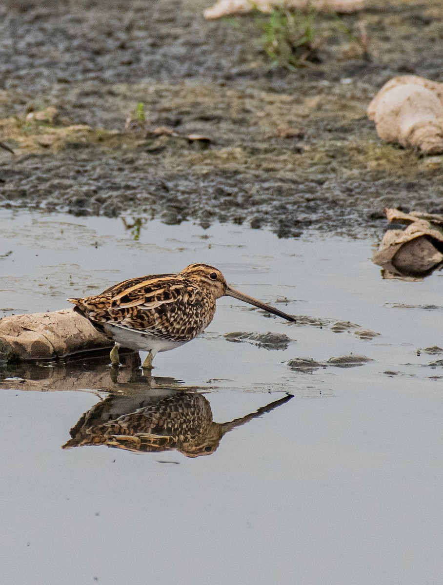 Common Snipe - ML315666231