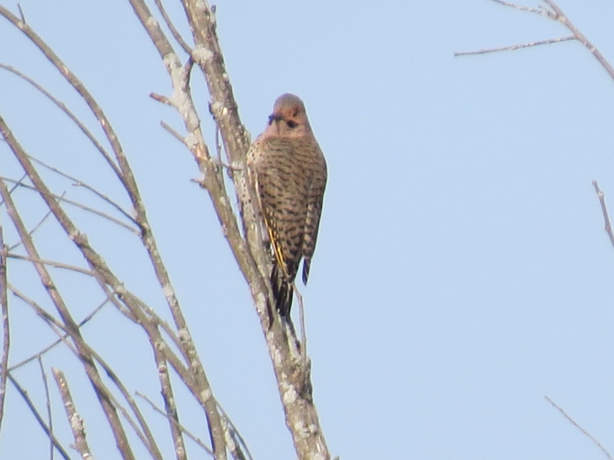 Northern Flicker - ML315666421