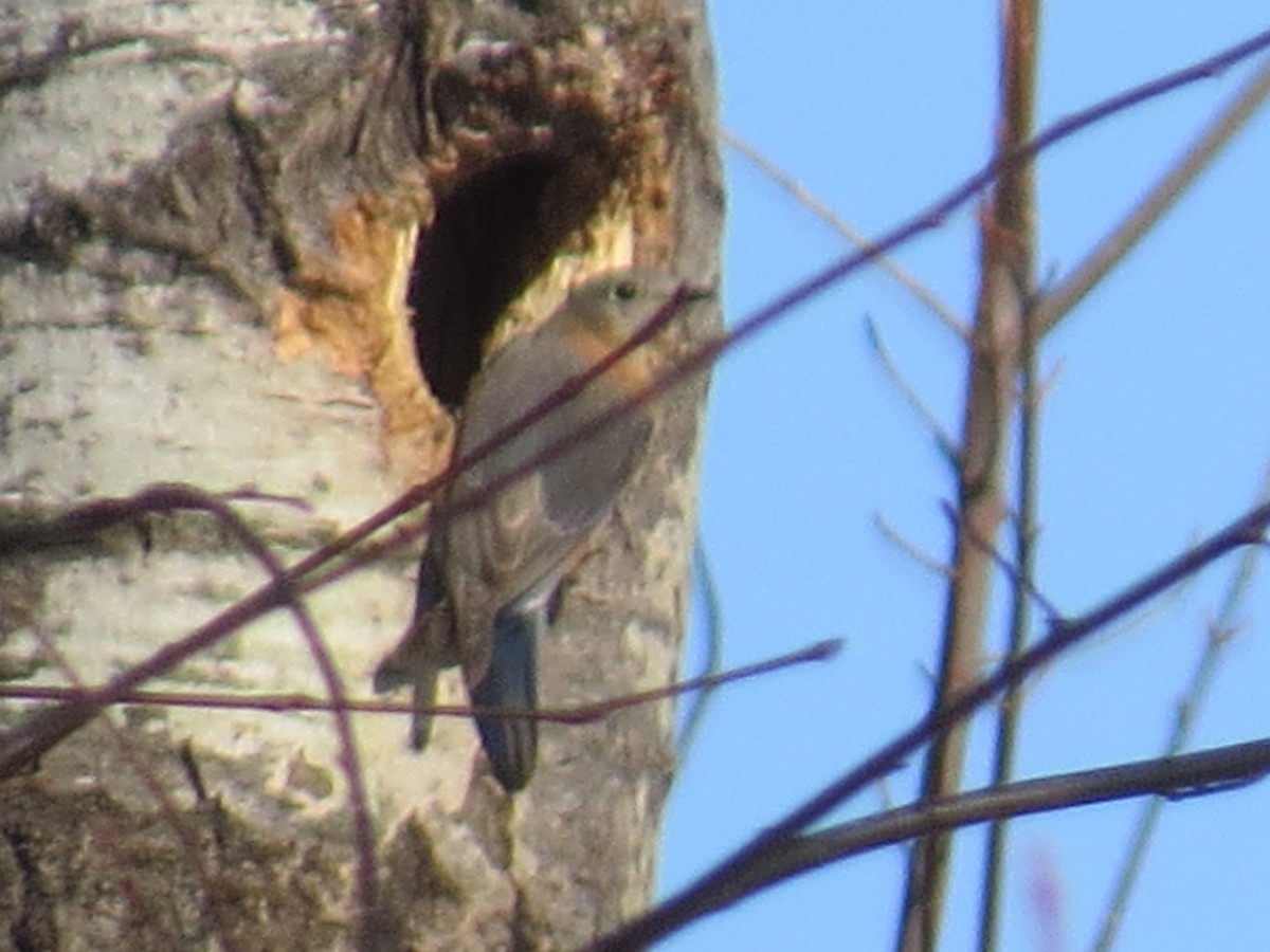 Eastern Bluebird - ML315666461