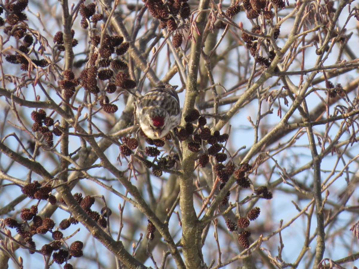 Common Redpoll - ML315666501