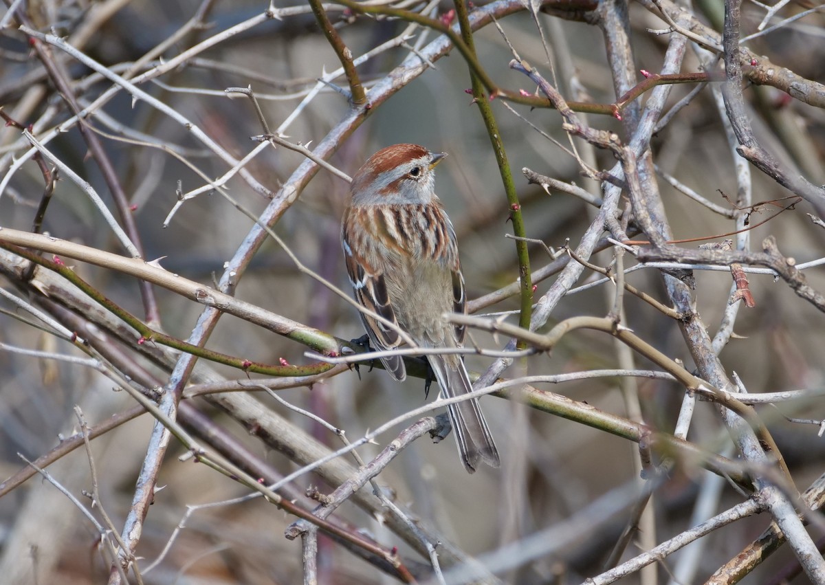 American Tree Sparrow - ML315666641