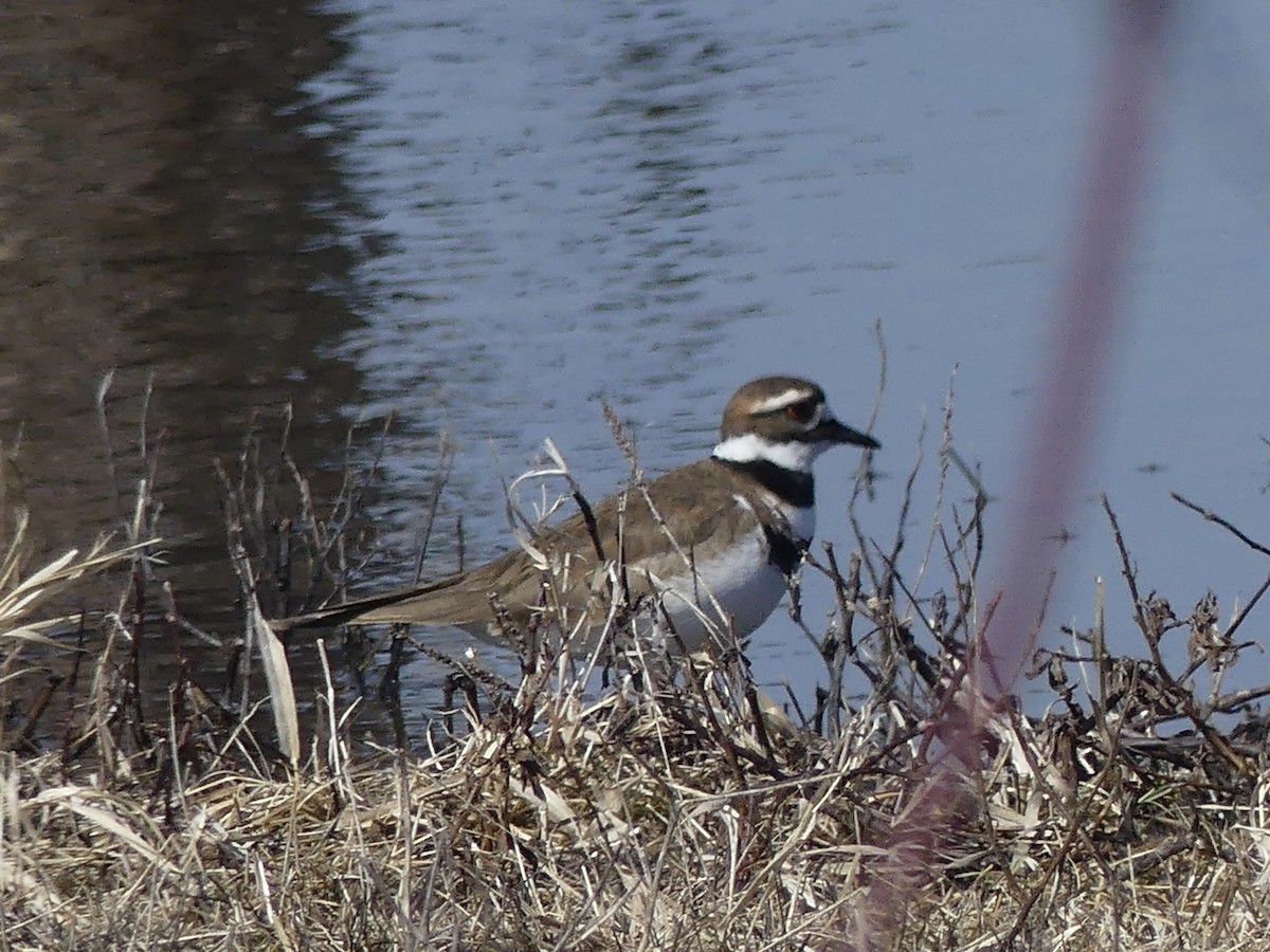 Killdeer - ML315668451