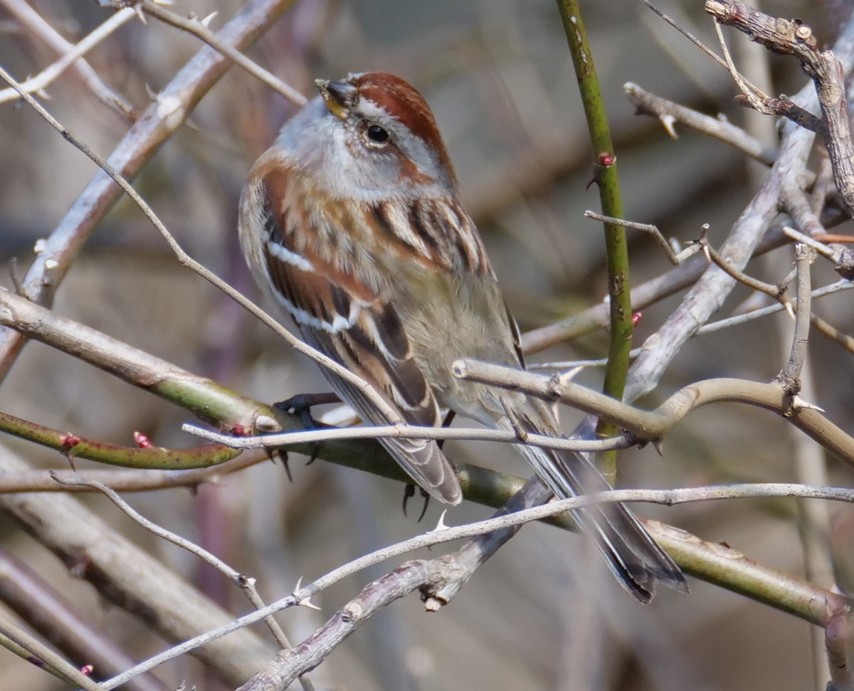 American Tree Sparrow - ML315668511