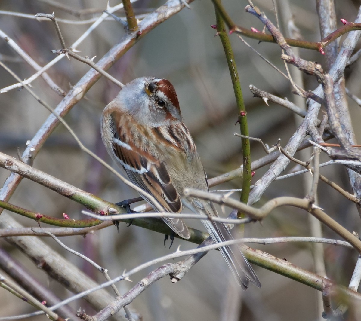 American Tree Sparrow - ML315668521