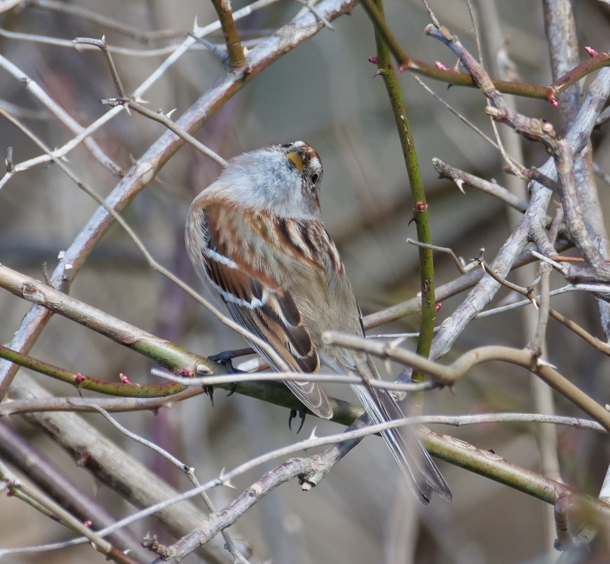 American Tree Sparrow - ML315668531