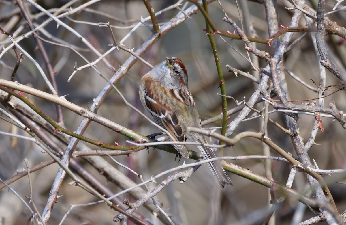 American Tree Sparrow - ML315668541