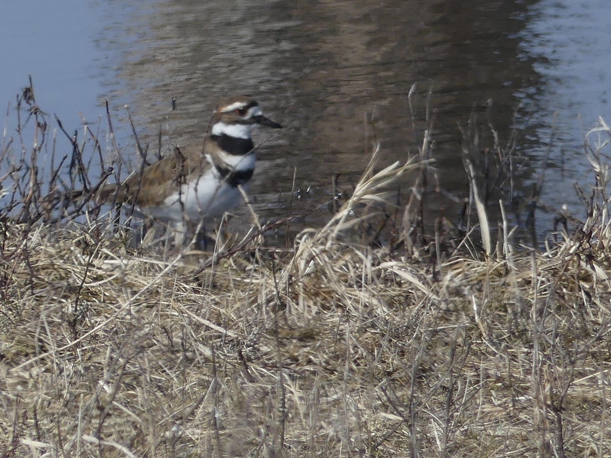 Killdeer - Marian Sole