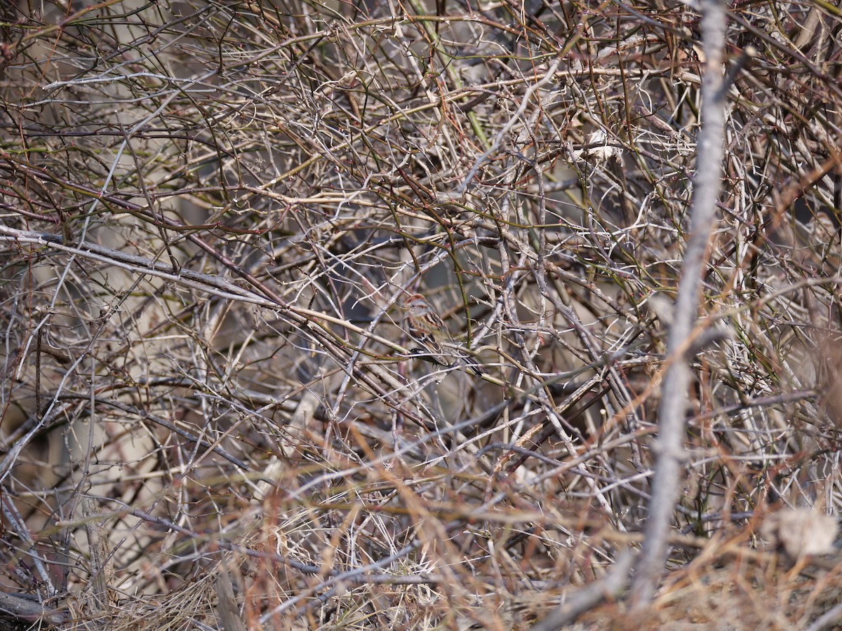 American Tree Sparrow - ML315668581