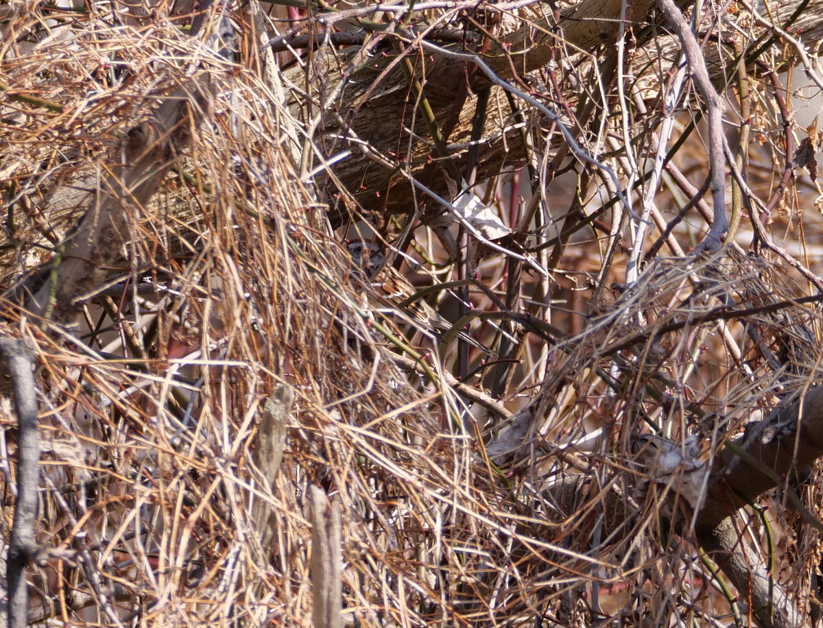 American Tree Sparrow - ML315668631