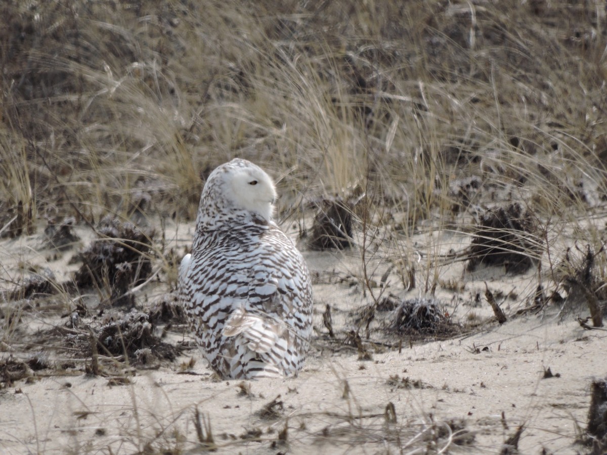 Snowy Owl - Karen Fiske