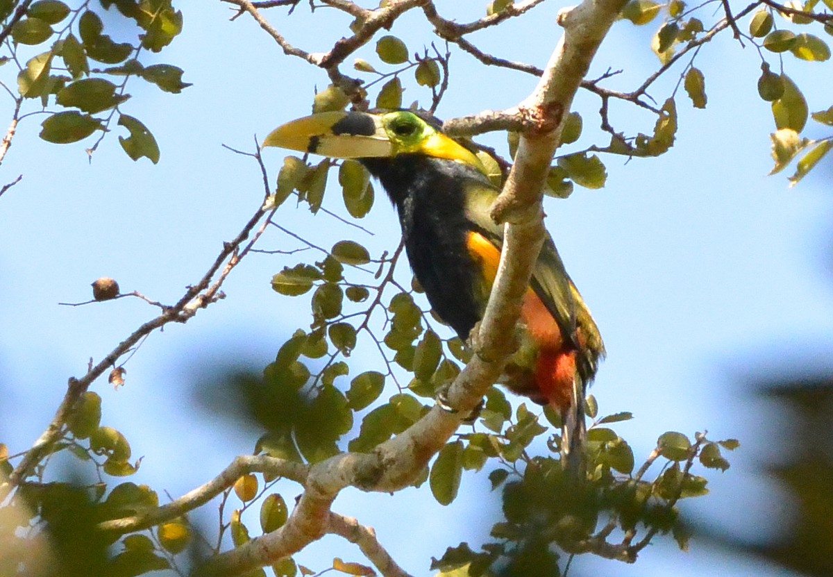 Gould's Toucanet - Andreas Deissner