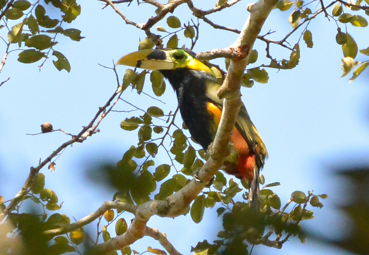 Toucanet de Gould - ML315670111