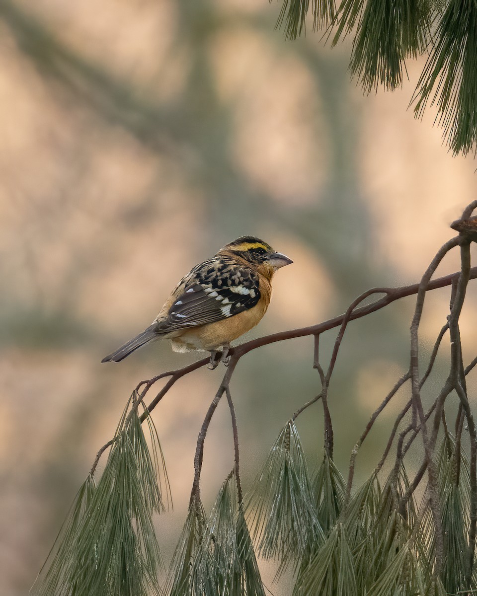 Black-headed Grosbeak - ML315671801