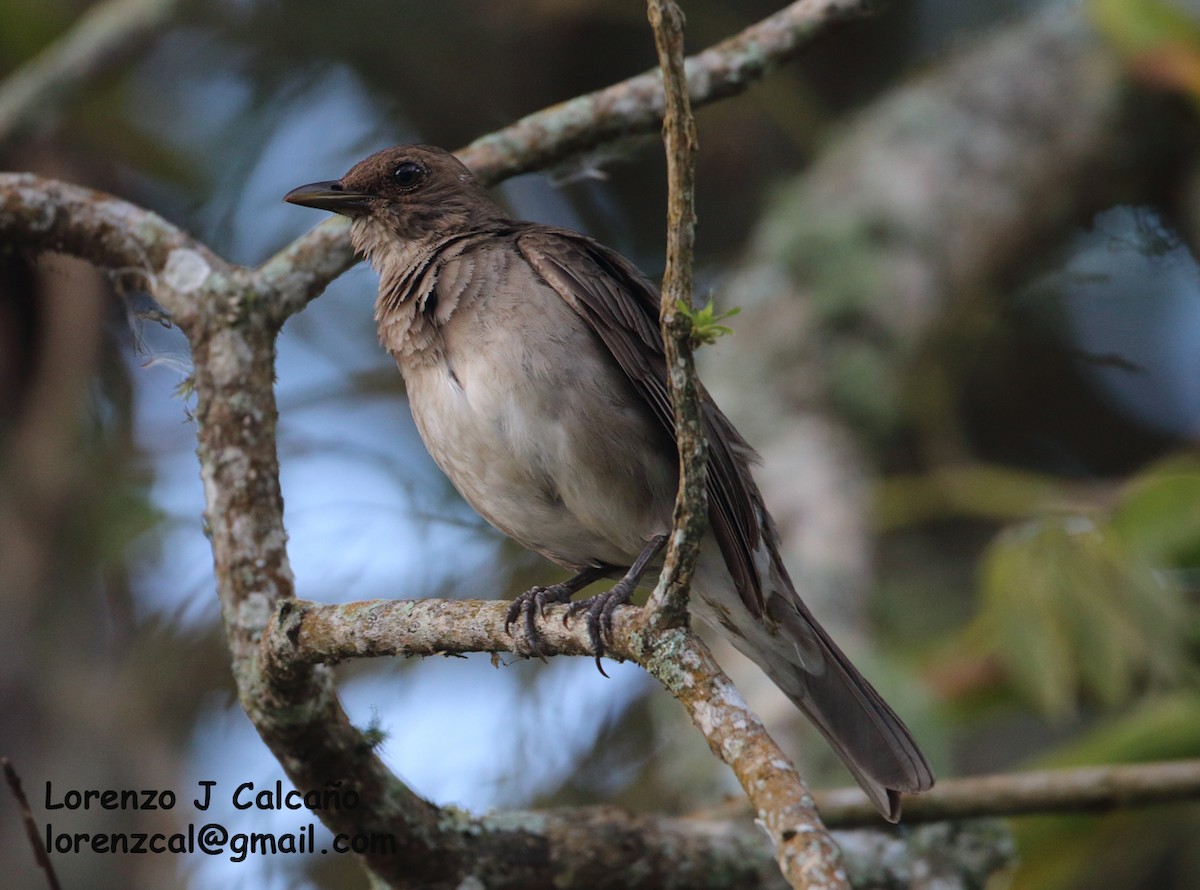 Black-billed Thrush - ML315672121