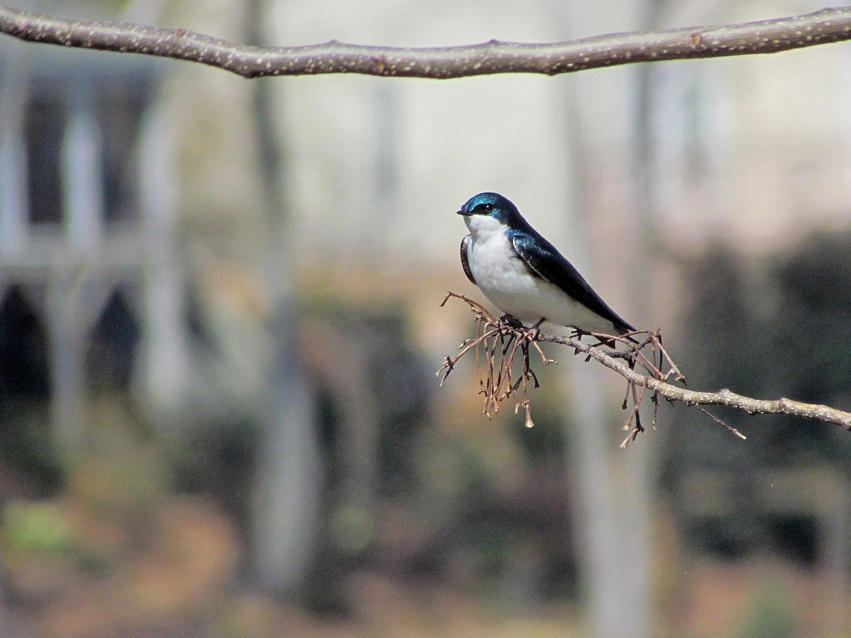 Tree Swallow - ML315672591