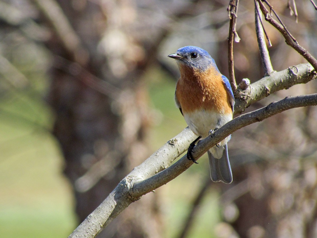 Eastern Bluebird - ML315672641