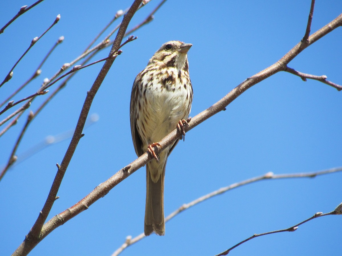 Song Sparrow - Daniel Lang