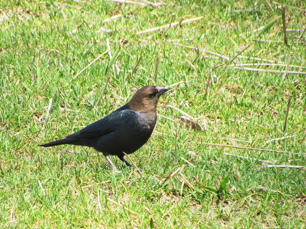 Brown-headed Cowbird - ML315672731