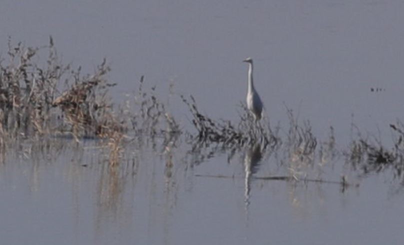 Great Egret - Göktuğ  Güzelbey