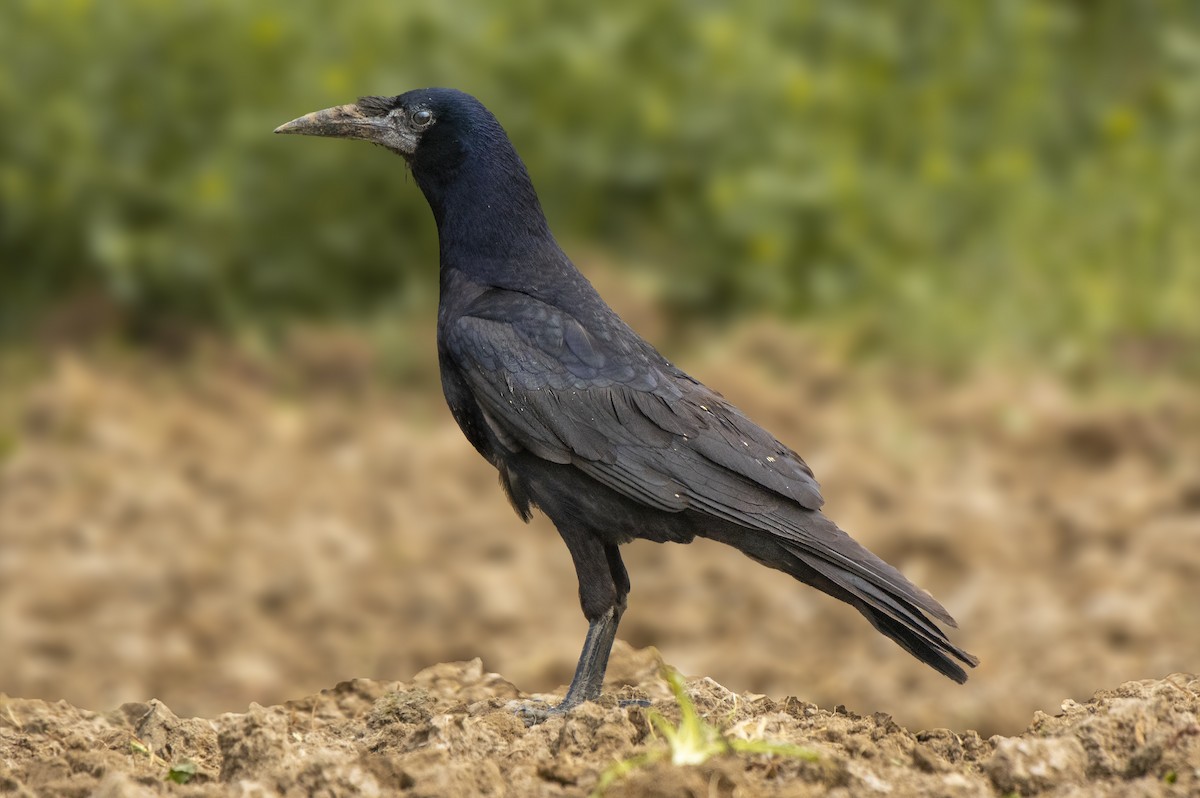 Corbeau freux - ML315675671