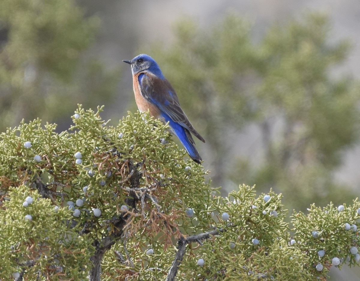 Western Bluebird - ML315676091