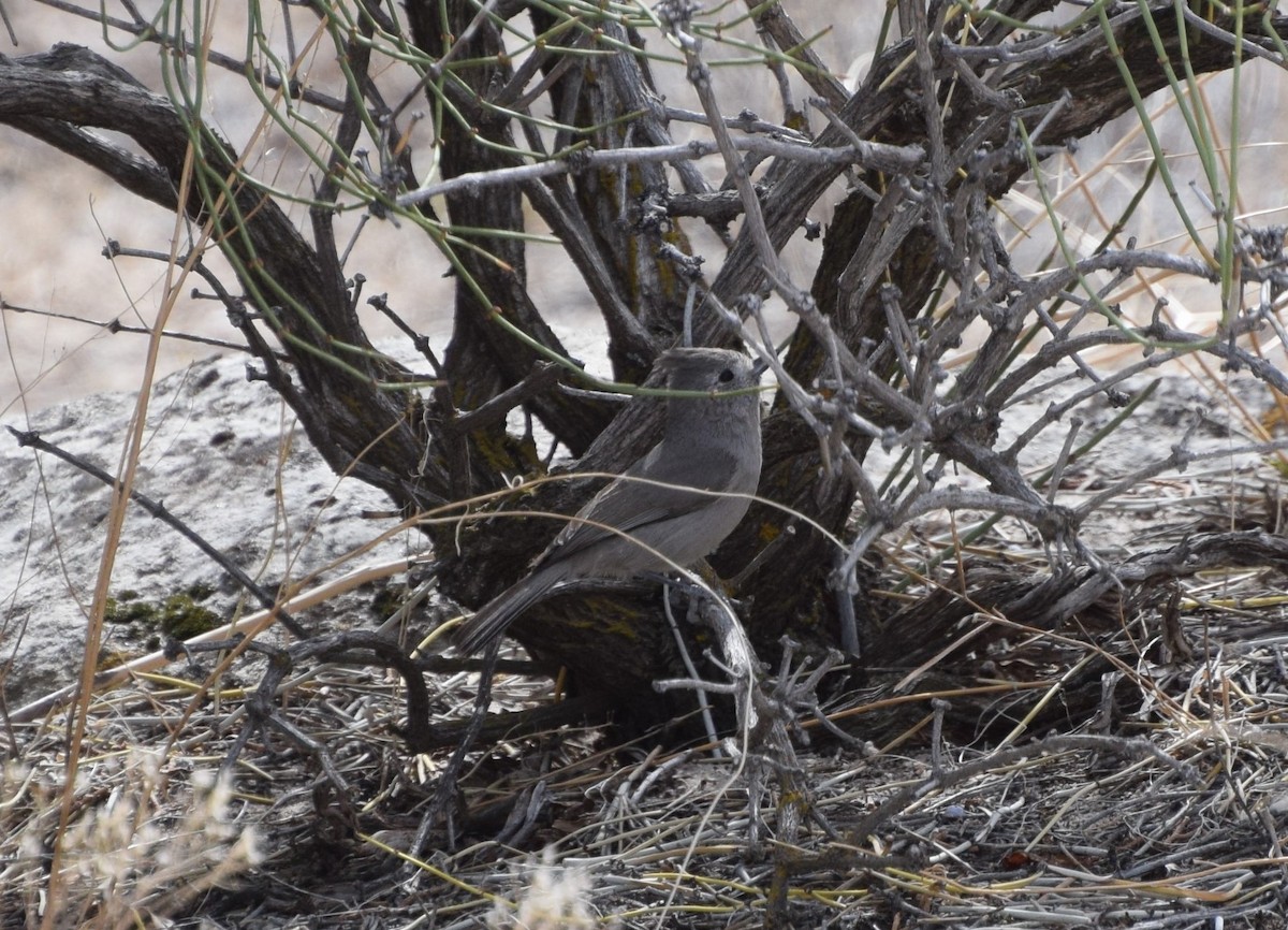 Juniper Titmouse - ML315677971