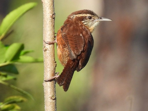 Carolina Wren - ML315679271