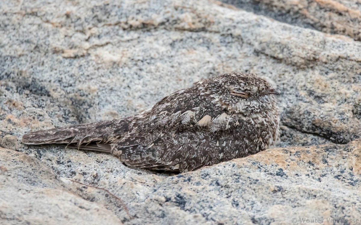 Pygmy Nightjar - ML315680291