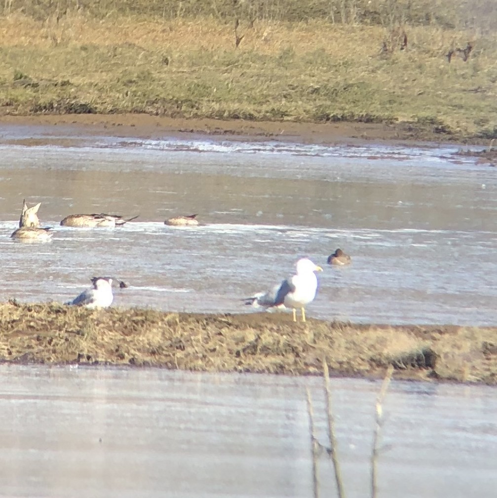 California Gull - ML315680451