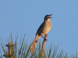 Brown Thrasher - barbara segal