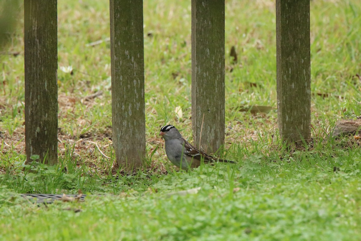 White-crowned Sparrow - ML315682371