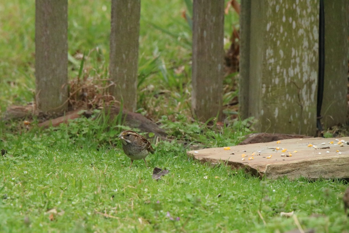 White-throated Sparrow - ML315682511