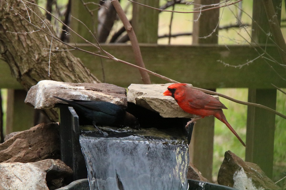 Brown-headed Cowbird - ML315682731