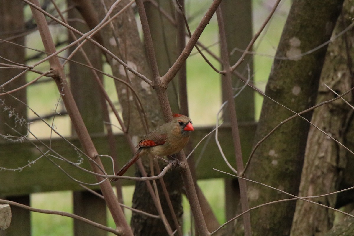 Northern Cardinal - ML315682901