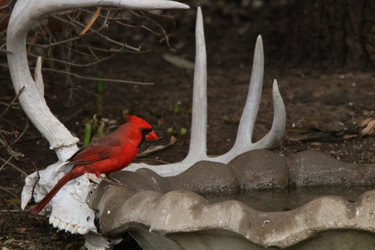 Northern Cardinal - ML315682951