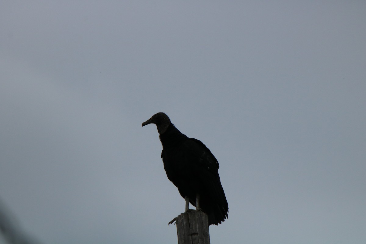 Black Vulture - ML315683431