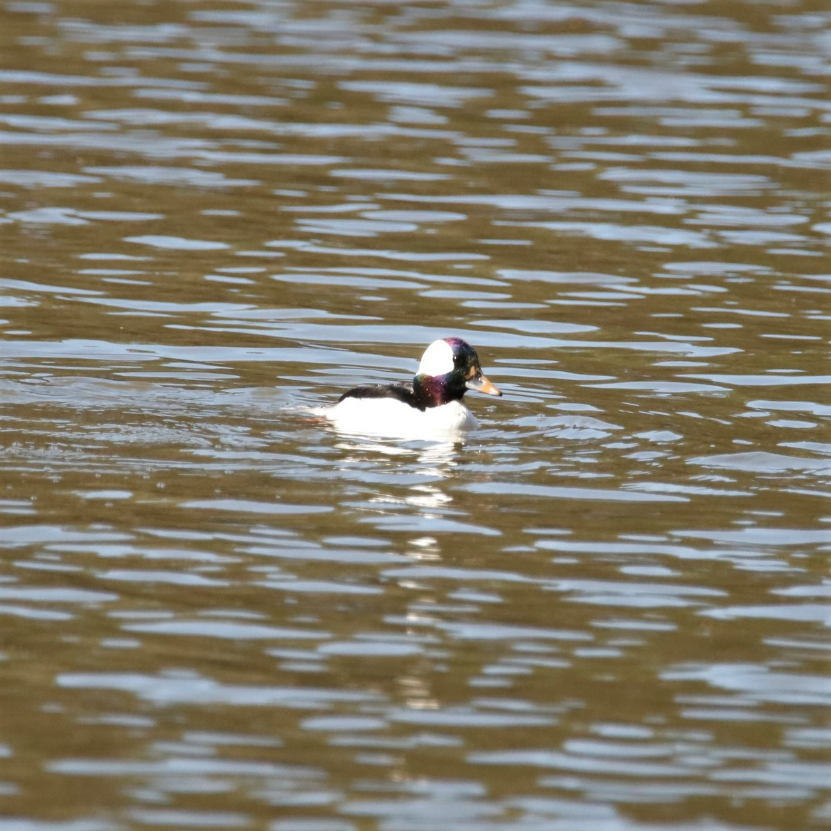Bufflehead - ML315684641
