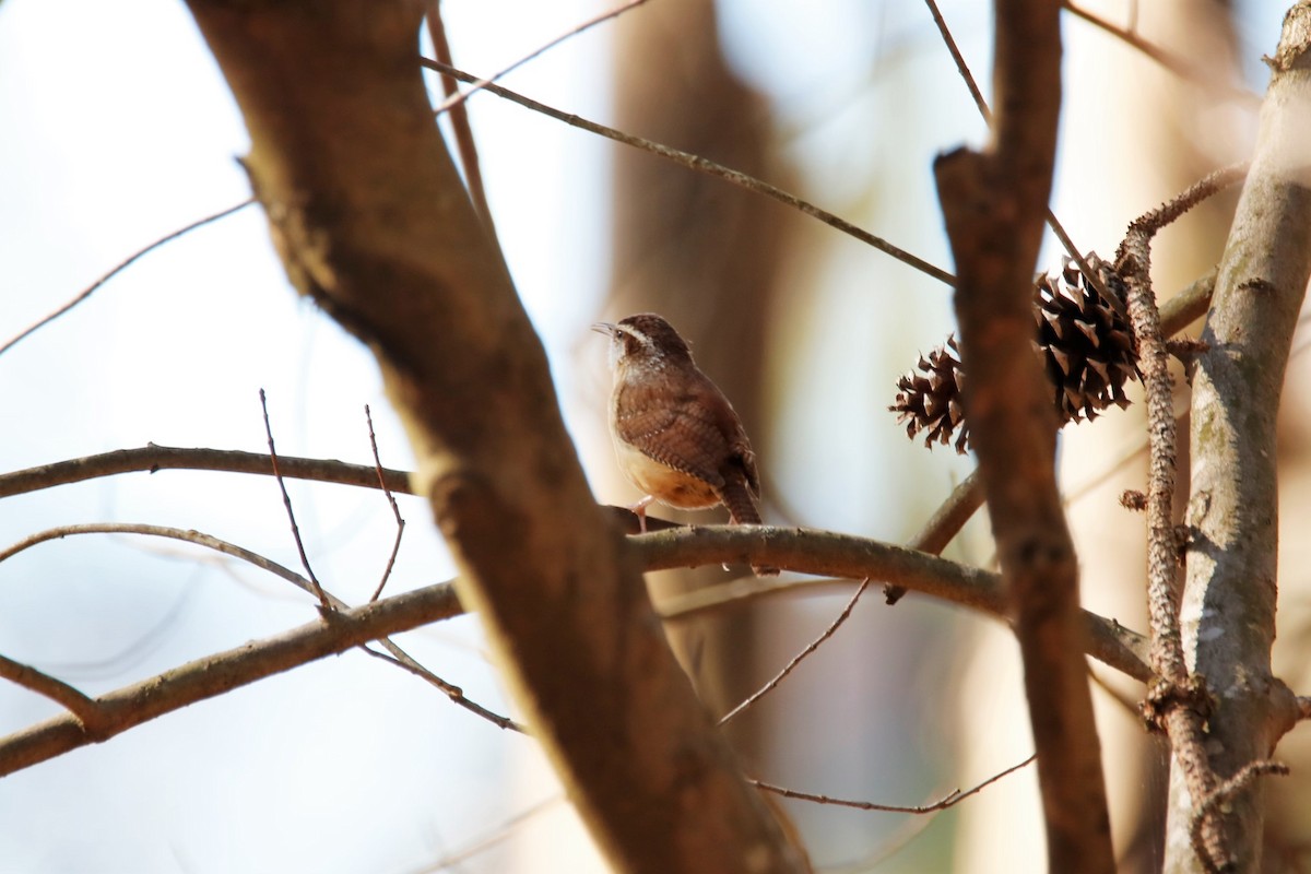 Carolina Wren - ML315684791