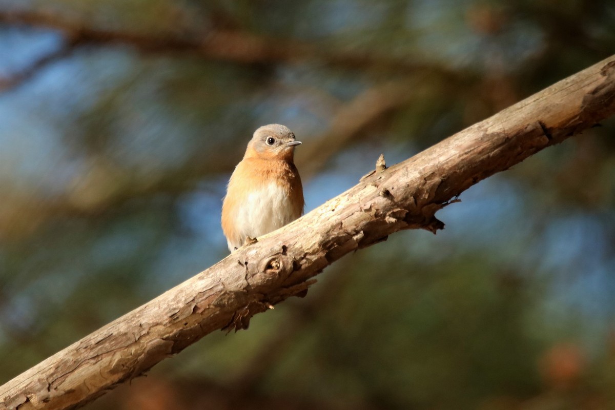 Eastern Bluebird - ML315684841