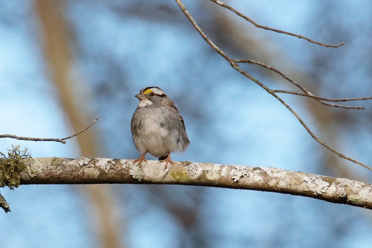 White-throated Sparrow - Mary Erickson