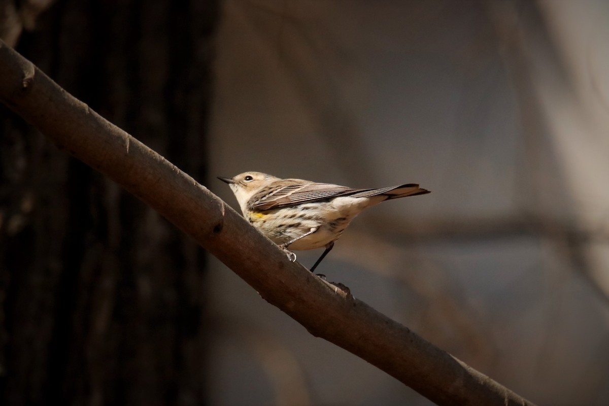 Yellow-rumped Warbler - ML315685191