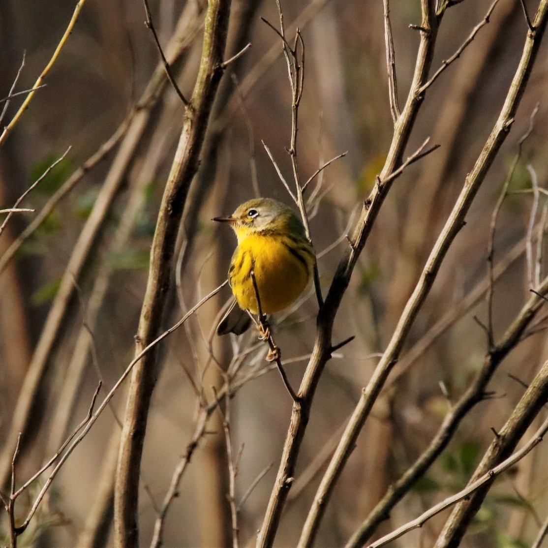 Prairie Warbler - ML315685281