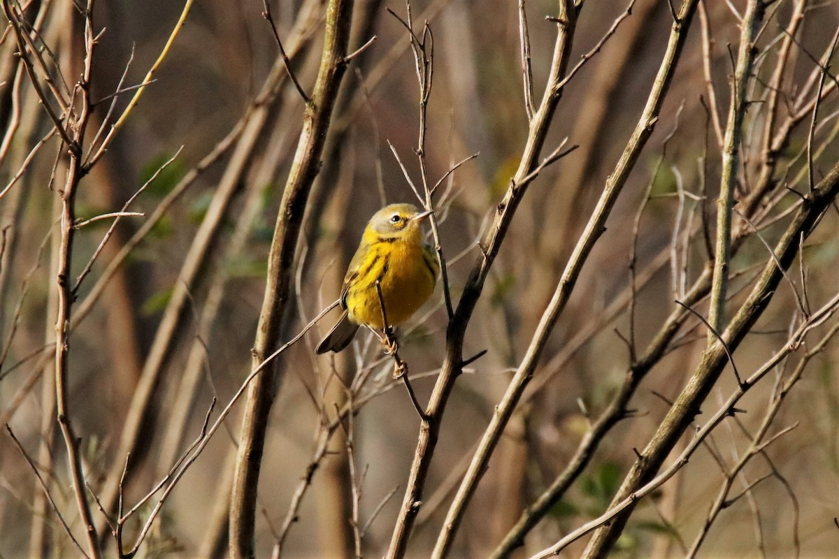 Prairie Warbler - ML315685291