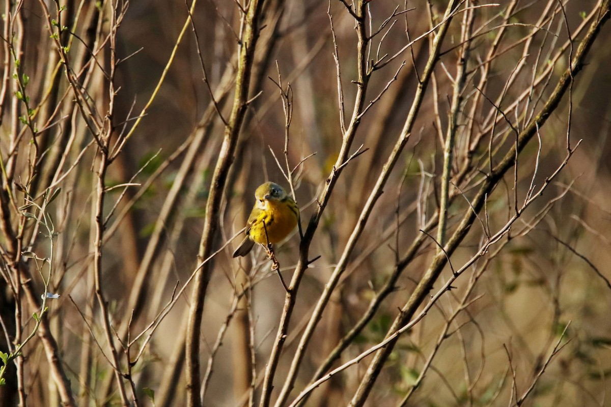 Prairie Warbler - ML315685301