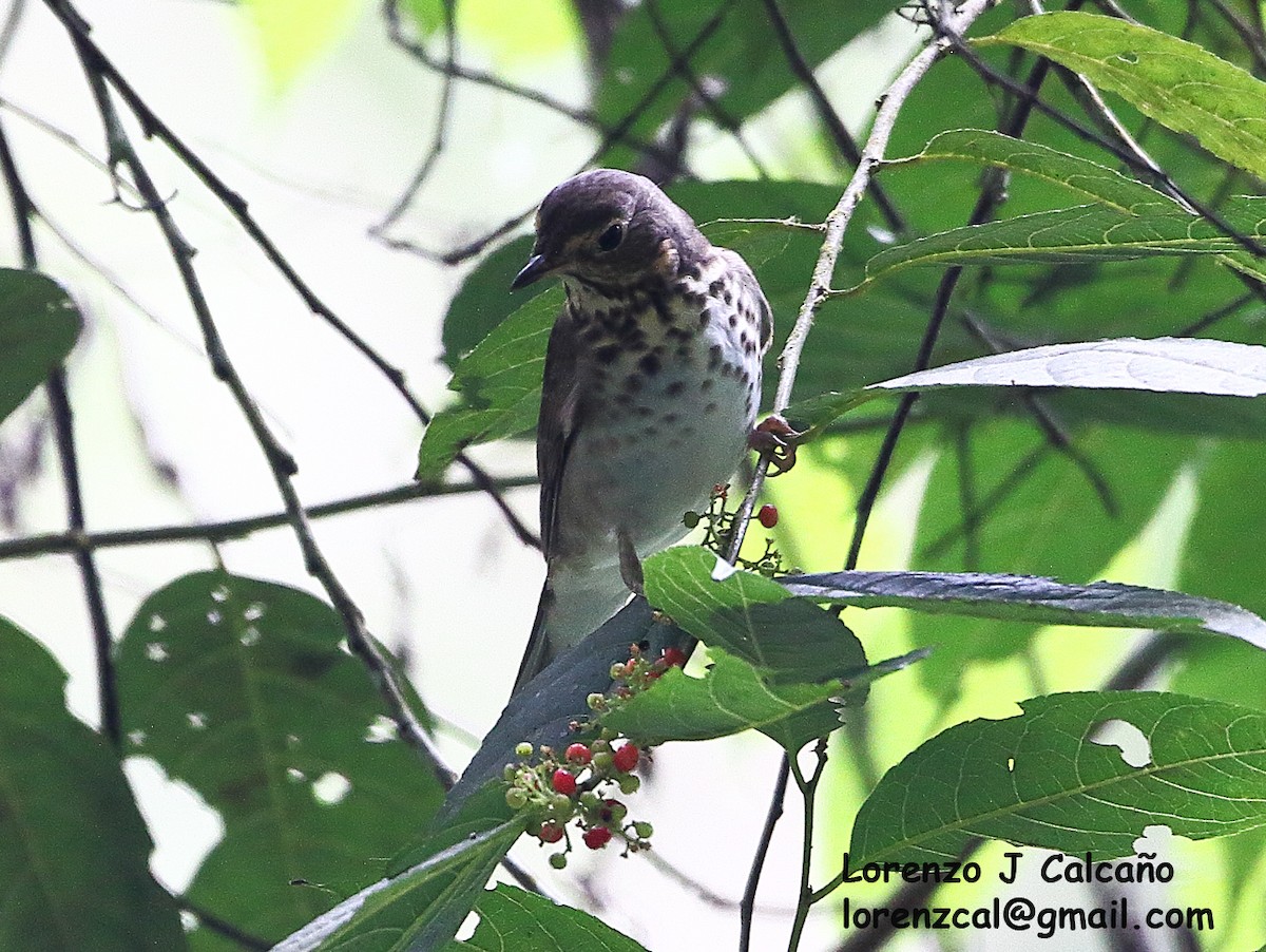 Swainson's Thrush - ML315686001