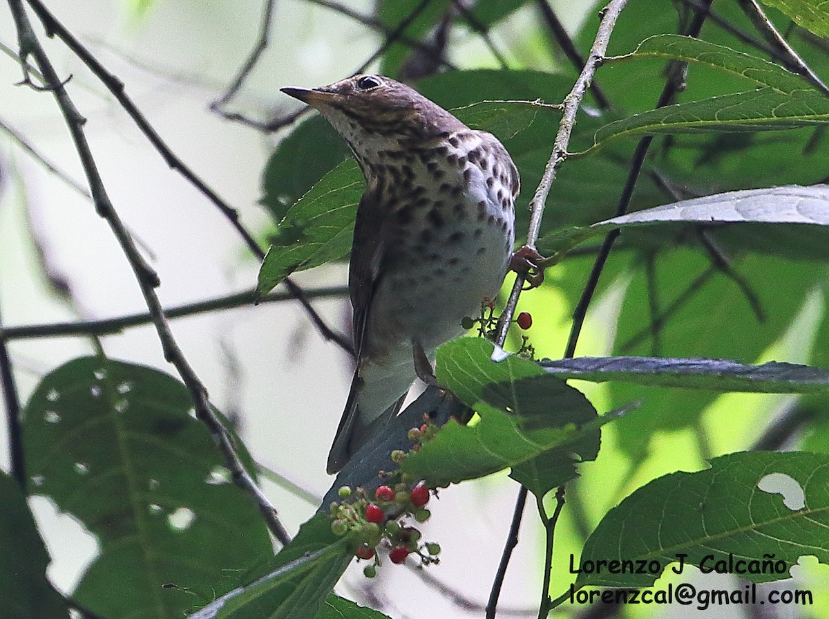 Swainson's Thrush - ML315686161