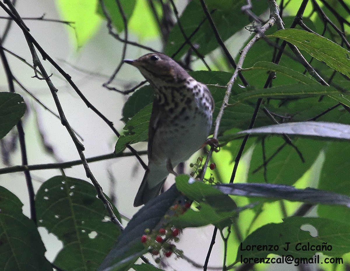 Swainson's Thrush - ML315686181