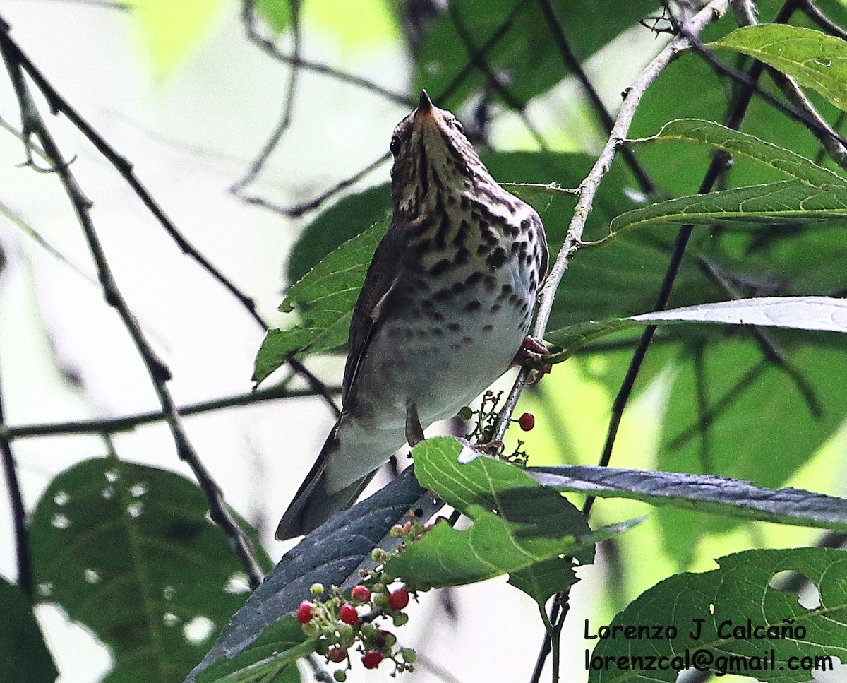 Swainson's Thrush - ML315686221