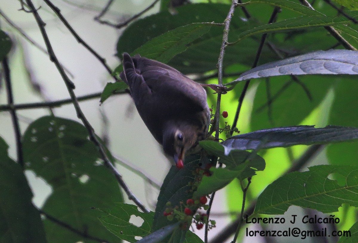 Swainson's Thrush - ML315686241